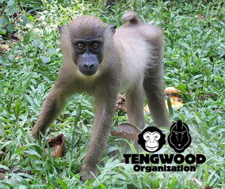 Joomla update bei «Tengwood Organization»